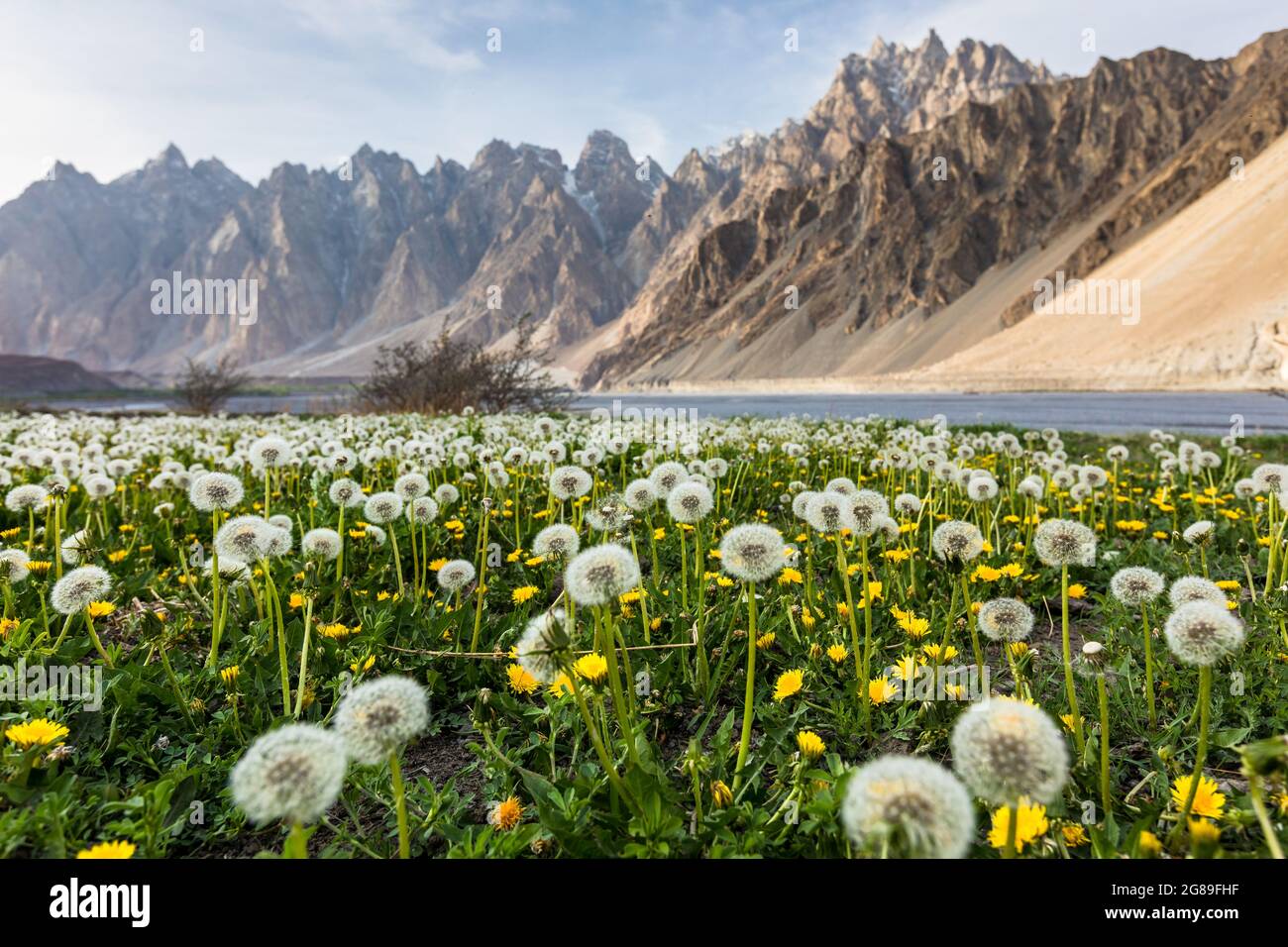 Dandelion field Passu Cones mountains Hunza Pakistan Stock Photo
