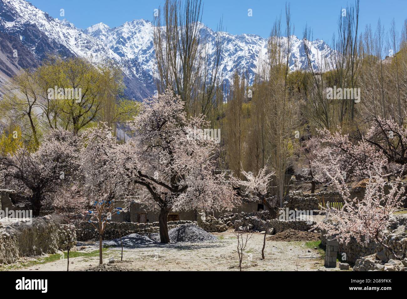 Apricot trees pakistan hires stock photography and images Alamy