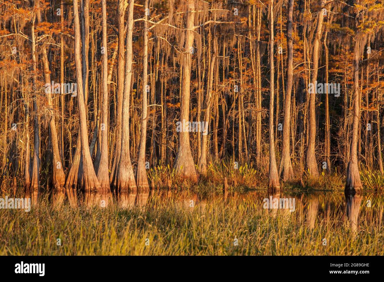 Cypress trees with Spanish Moss in a swamp in St. Marks, NWR, Florida