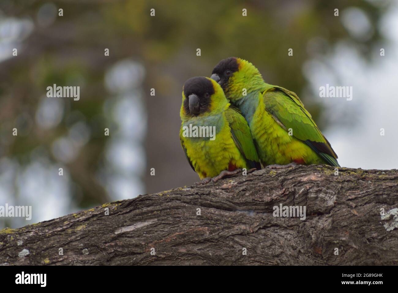group of nanday parakeet (Aratinga nenday), also known as the black ...