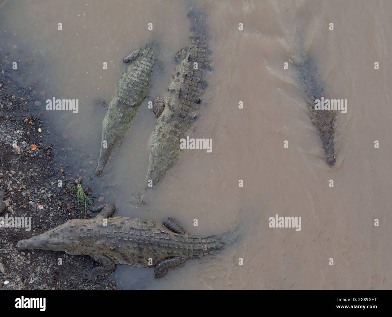 American crocodiles (Crocodylus acutus) in the Tarcoles River Costa Rica. Stock Photo