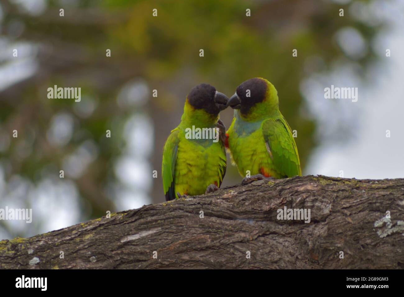 group of nanday parakeet (Aratinga nenday), also known as the black ...
