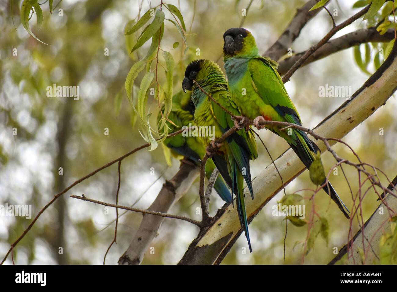 group of nanday parakeet (Aratinga nenday), also known as the black ...