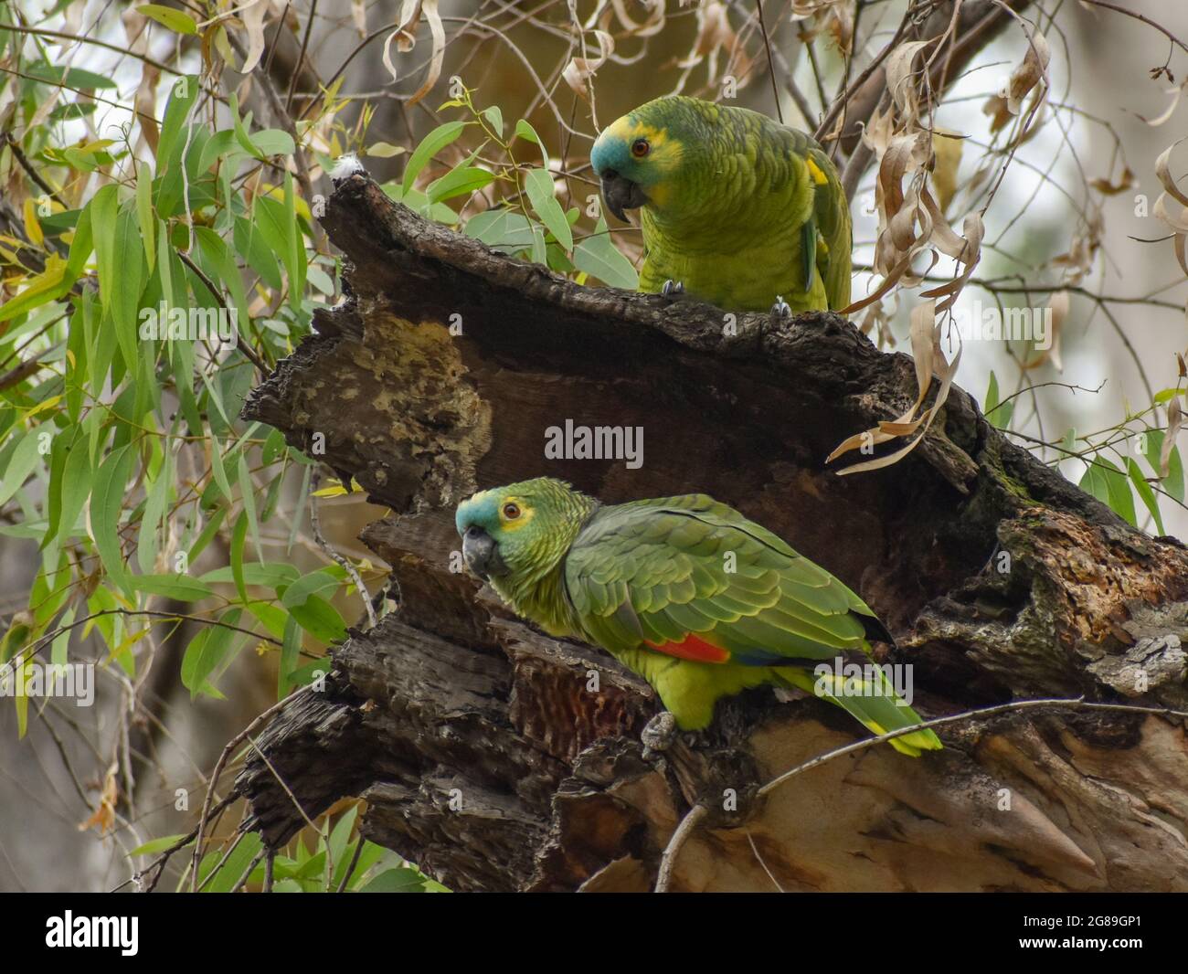 a pair of turquoise-fronted amazon (Amazona aestiva) in the wild looking for a tree cave Stock Photo