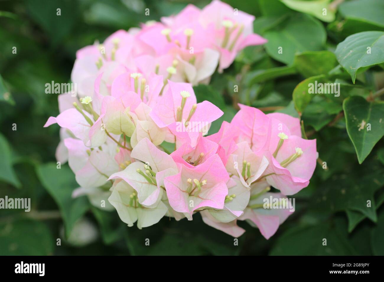 Beautiful paper flowers,amazing view of colorful paper flowers(bougainvillea,hairy bougainvillea) in the garden at summer Stock Photo