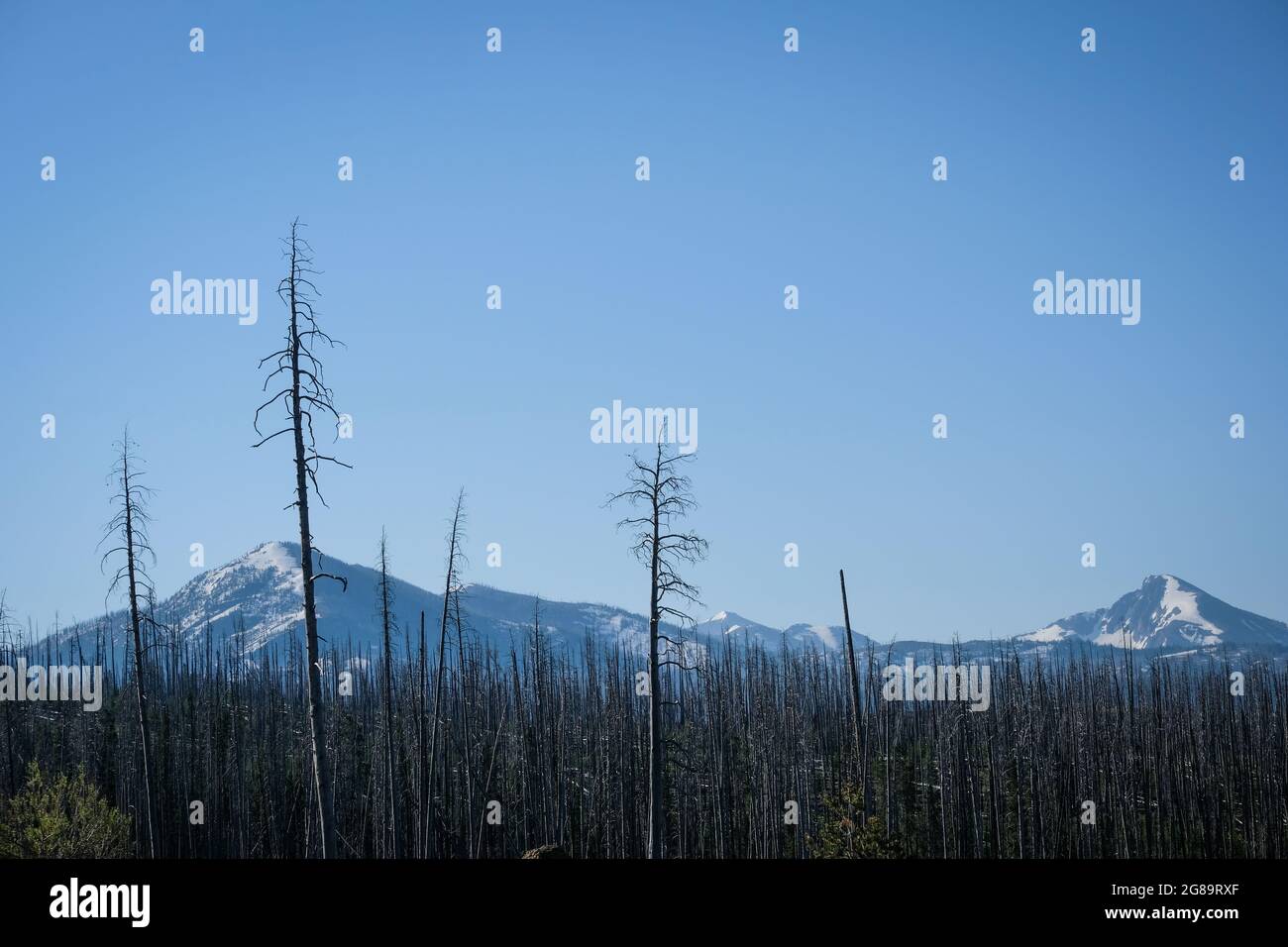 Reforestation by lodgepole pines after forest fires in Yellowstone National Park, Wyoming, USA. Stock Photo