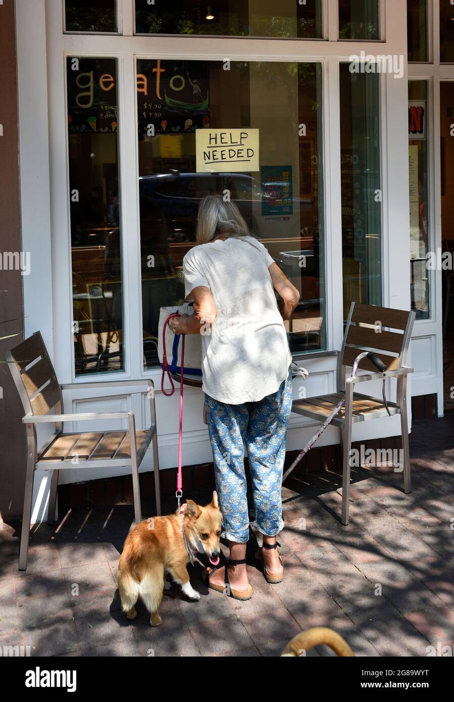 A senior woman with a dog on a leash peers through a cafe window with a 'Help Needed' sign in Santa Fe, New Mexico. Stock Photo