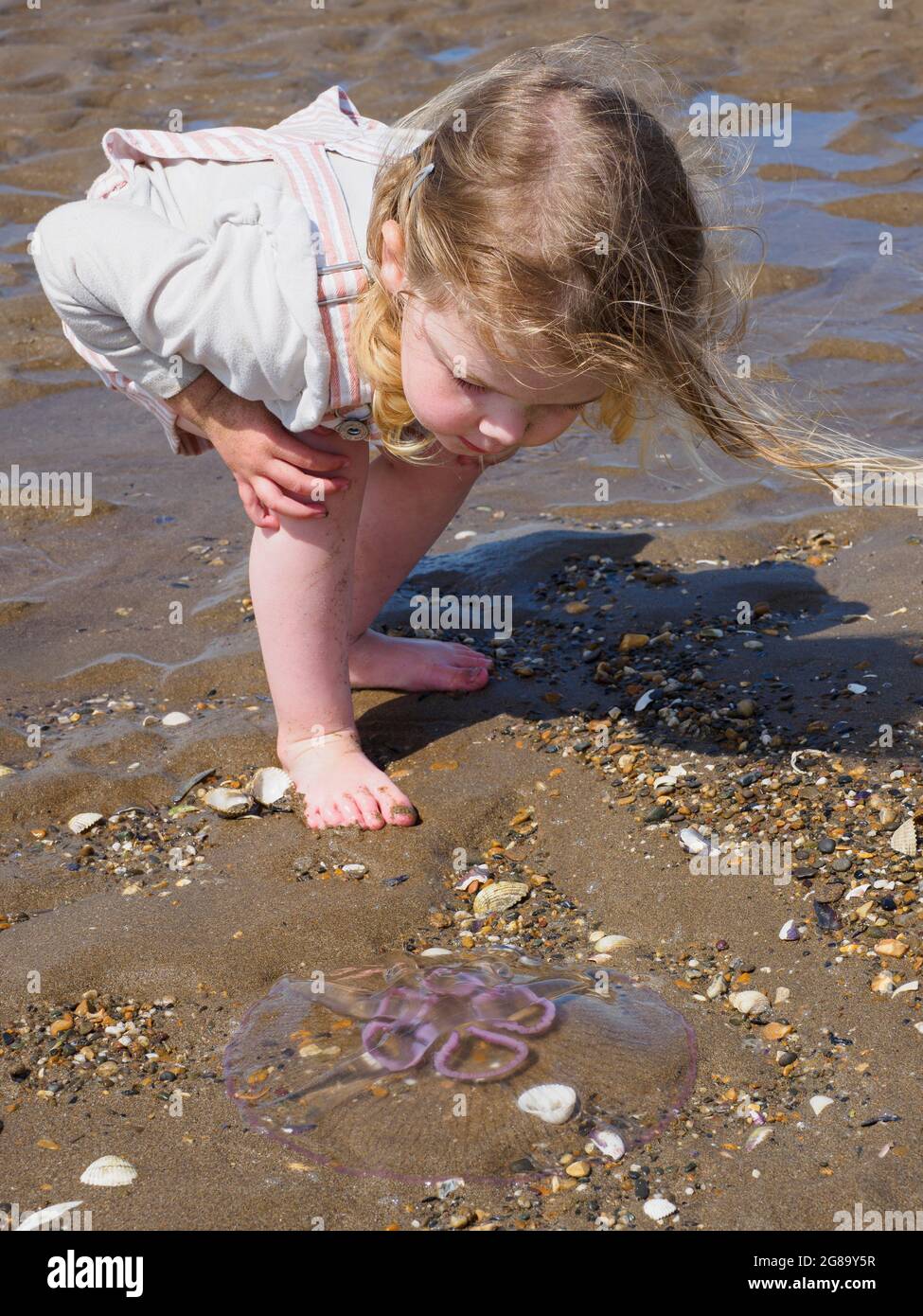 Toddler looking at a Moon Jellyfish washed up on Instow beach, Devon, UK Stock Photo
