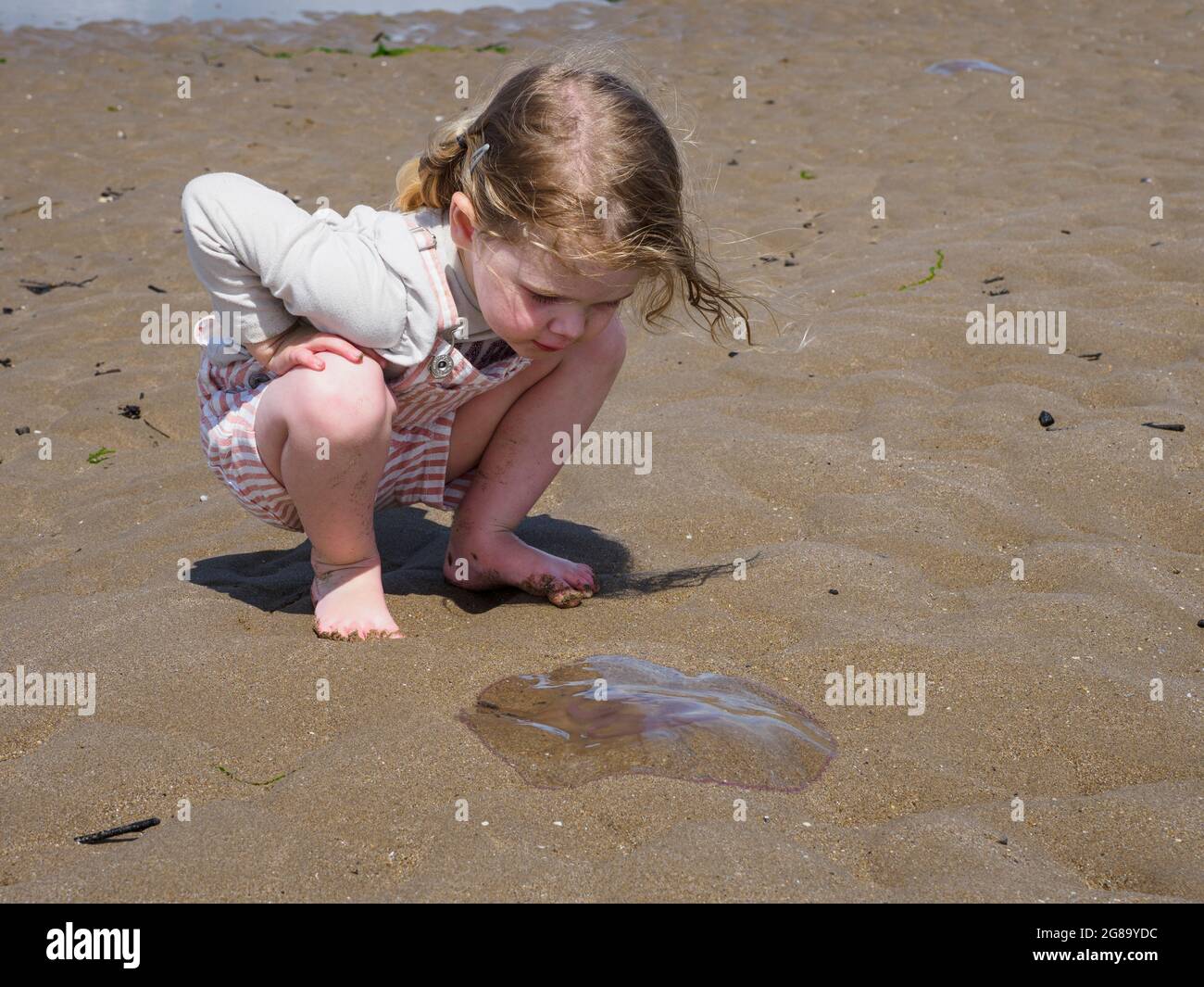 Toddler looking at a Moon Jellyfish washed up on Instow beach, Devon, UK Stock Photo