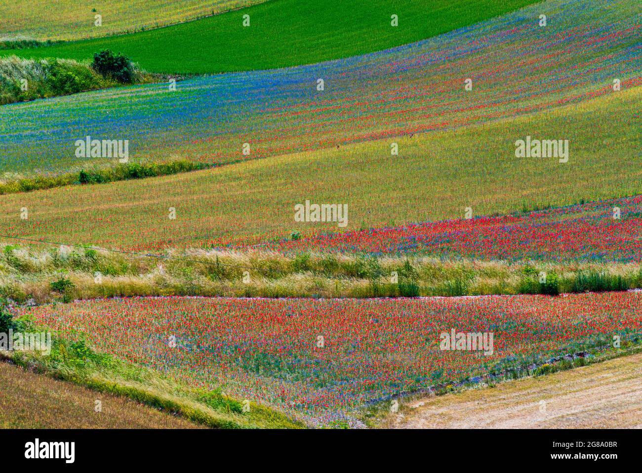 Blooming cultivated fields, famous colourful flowering plain in the Apennines, Castelluccio di Norcia highlands, Italy. Agriculture of lentil crops, r Stock Photo