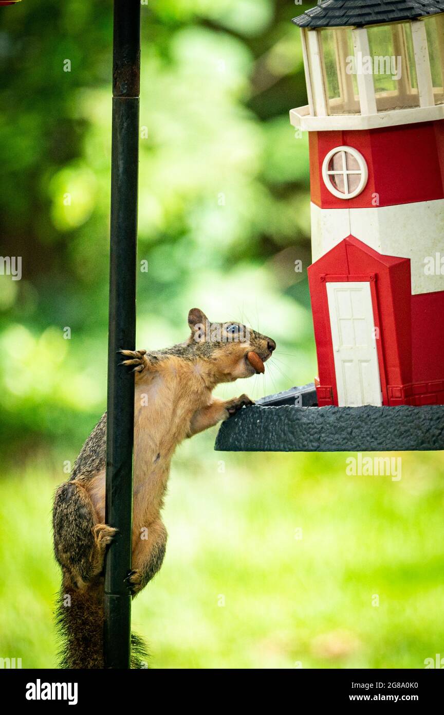 Austin, Texas, USA. 14 July, 2021. squirrel. A brave squirrel climbs a pole to get to a bird-feeder filled with nuts. He keeps trying and eventually r Stock Photo
