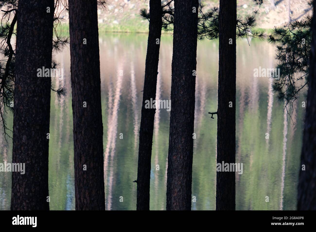 Trees silhouetted against water, Lake Center, Custer State Park, Black Hills, South Dakota, USA. Stock Photo