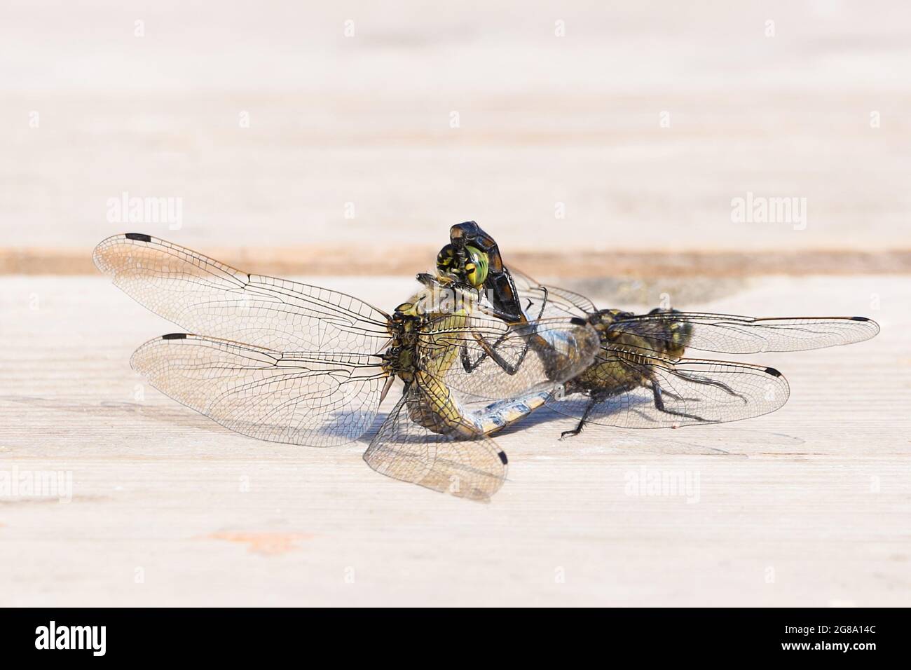 Black-tailed skimmer dragonflies mate on a Jetty. Kellersee, Germany. Stock Photo