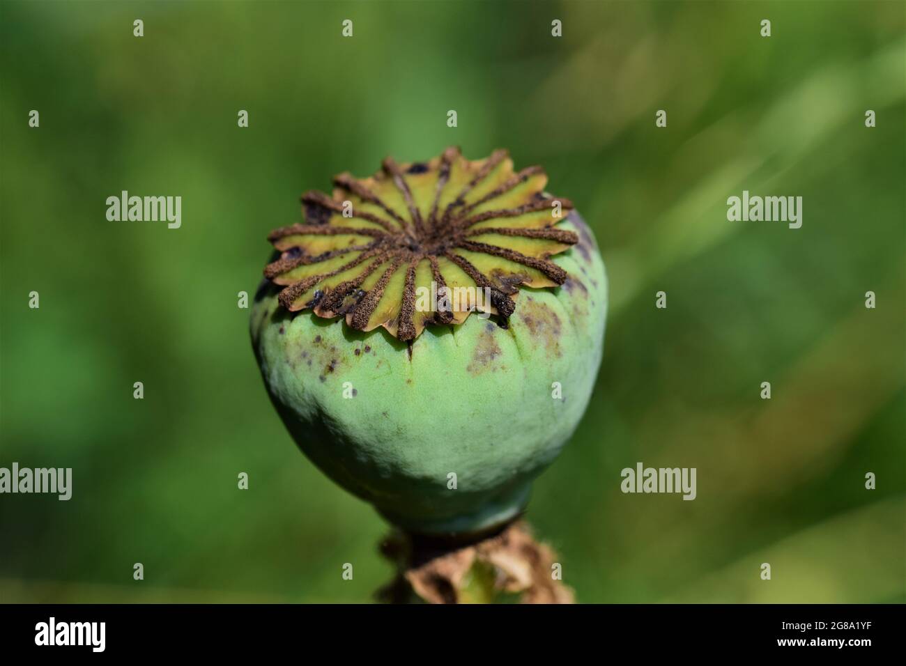 A green poppy seed capsule against a green blurred background Stock Photo