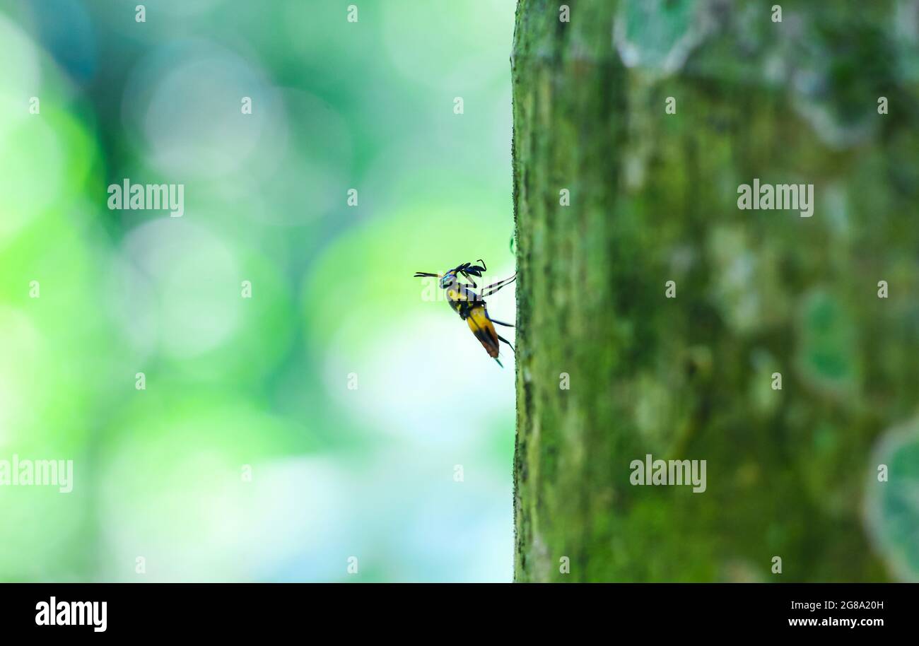 Bumble bee on tree with green and bokeh background. Stock Photo