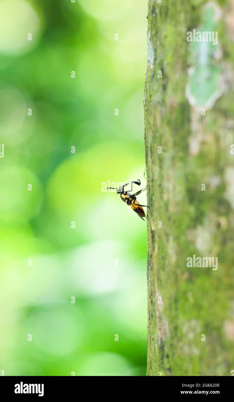 Bumble bee on tree with green and bokeh background. Stock Photo