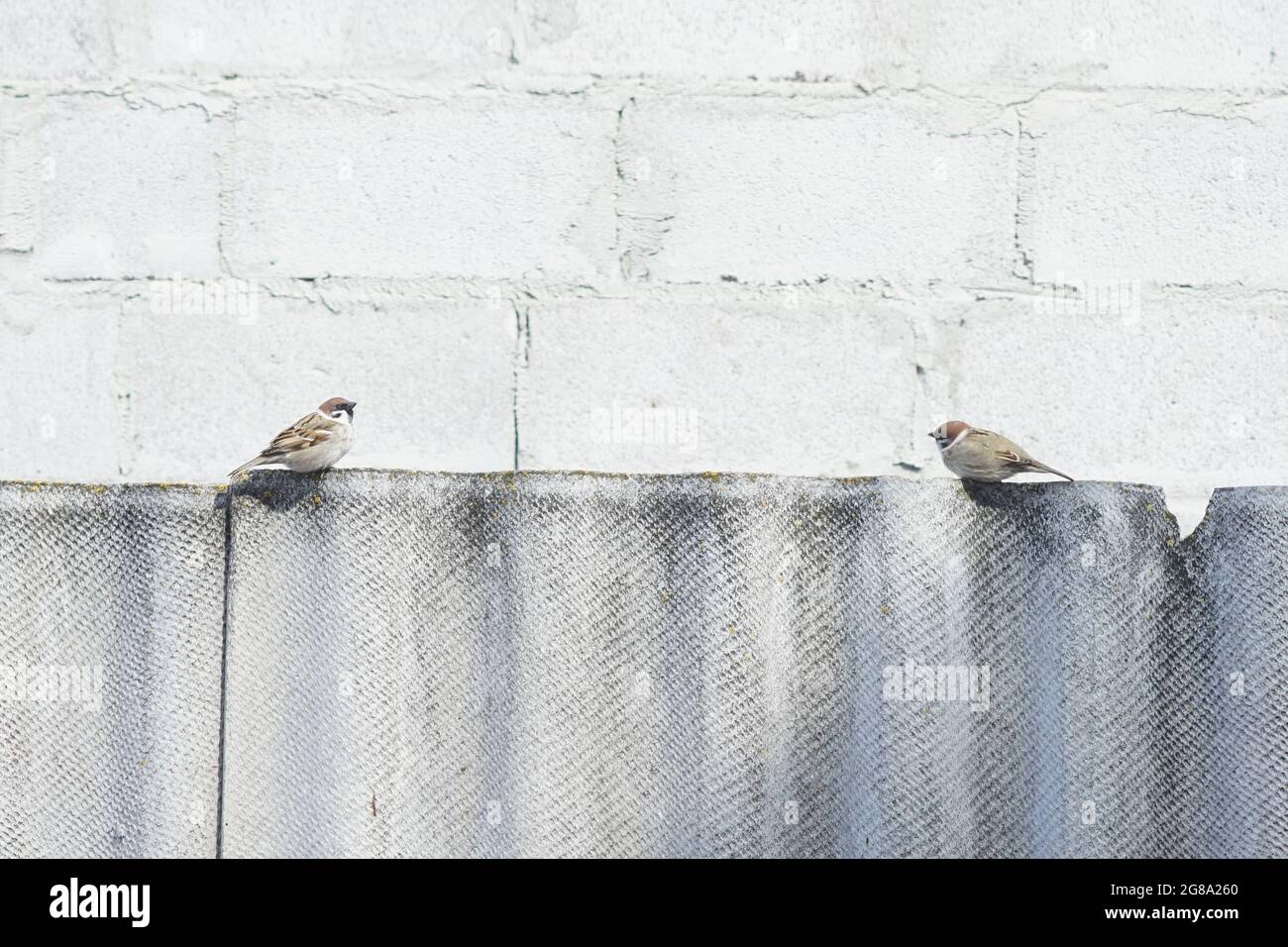 two sparrow birds sitting on the old slate fence Stock Photo