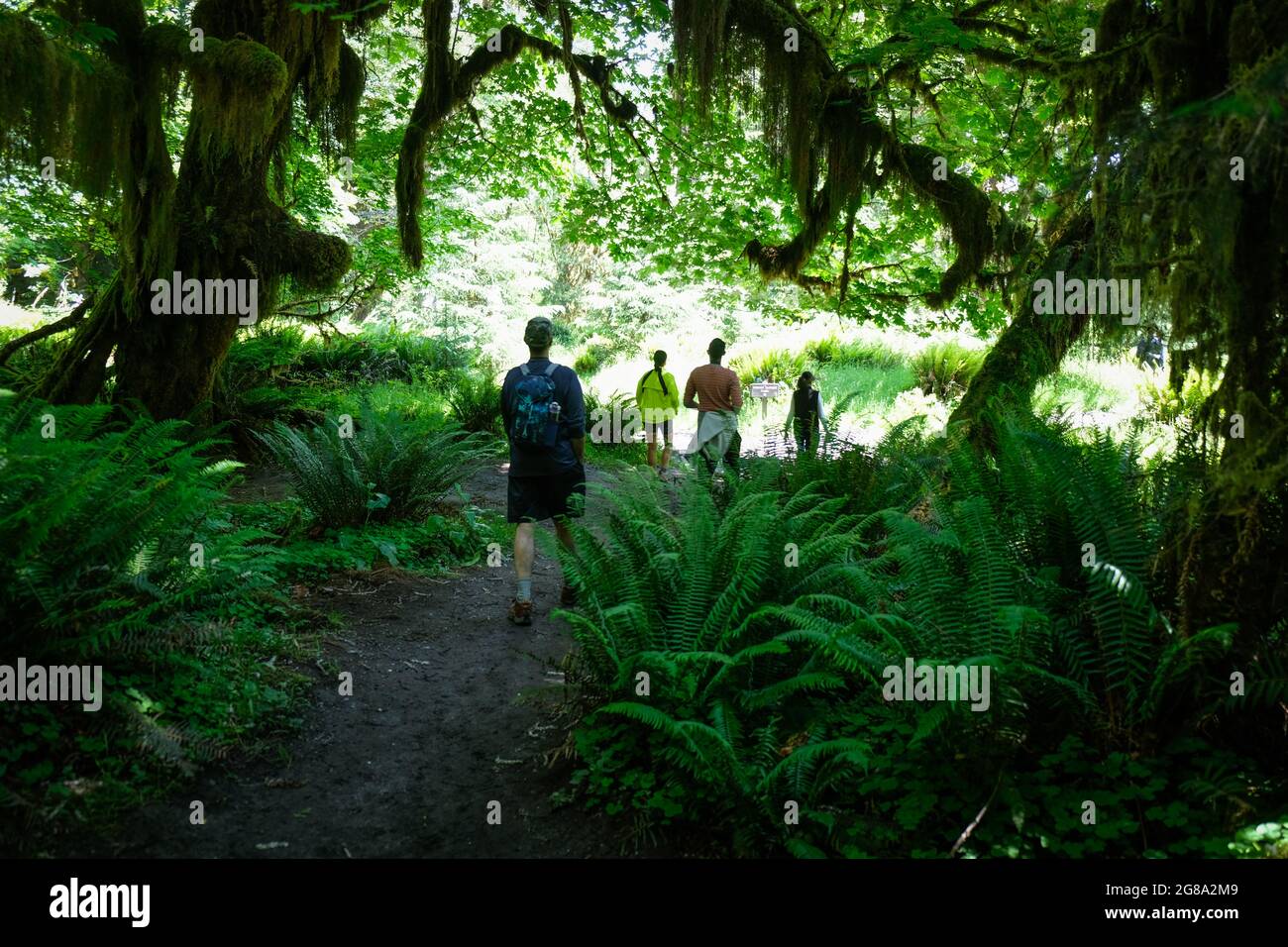 Hoh Rain Forest, Olympic National Park, Washington State, USA. Stock Photo