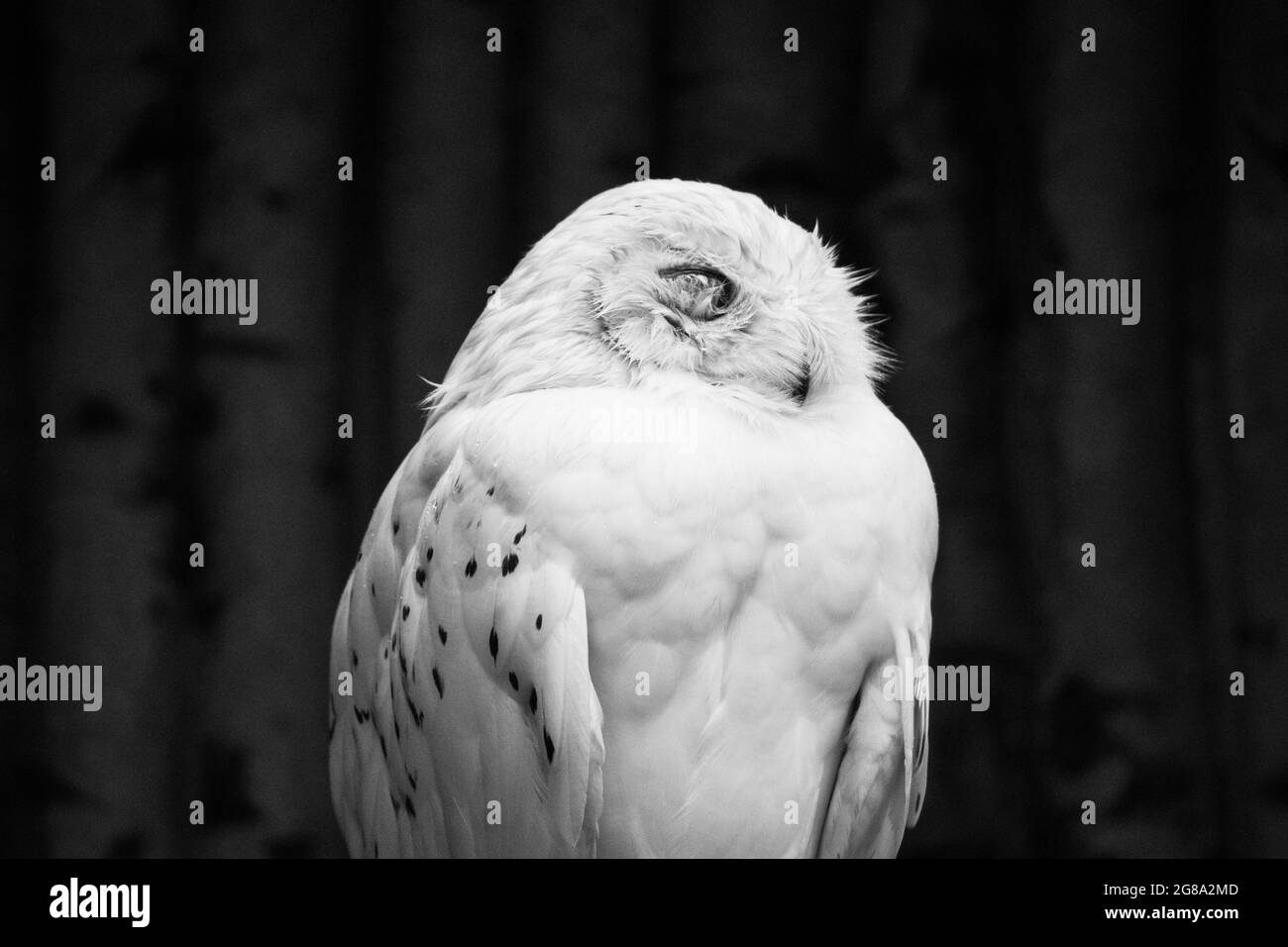 White owl Black and White Stock Photos & Images - Alamy