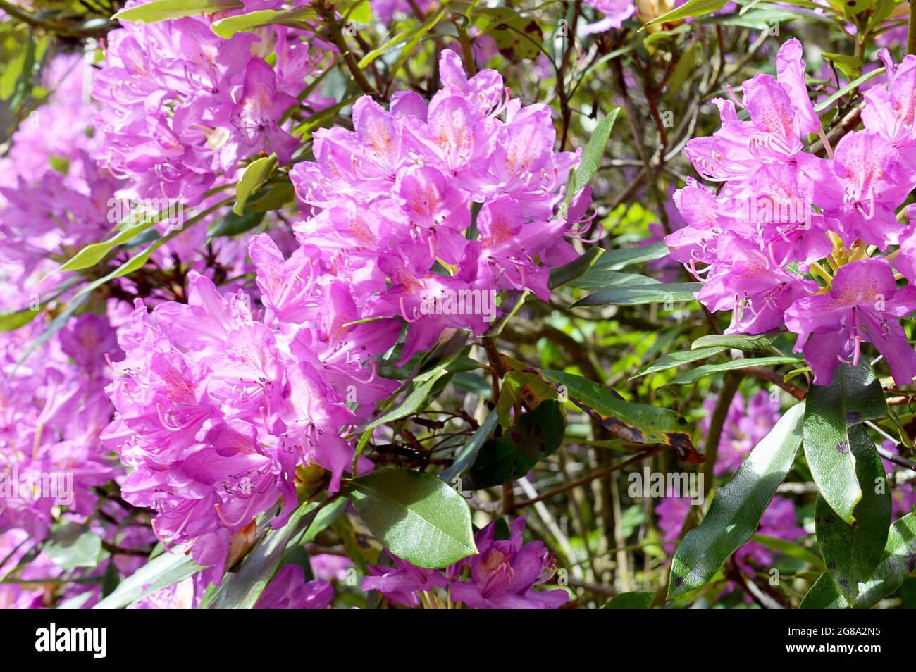 Despite its beautiful pink to purple flowers, this rhodendron (Rhododendron ponticum) is regarded as Scotland's most invasive non-native plant. Stock Photo