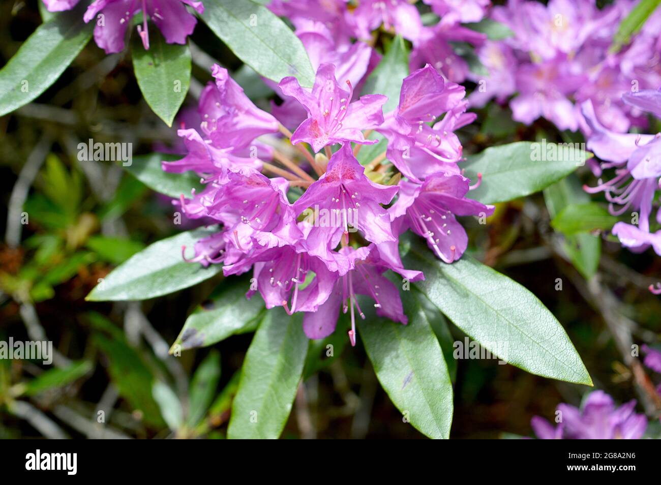 Despite its beautiful pink to purple flowers, this rhodendron (Rhododendron ponticum) is regarded as Scotland's most invasive non-native plant. Stock Photo