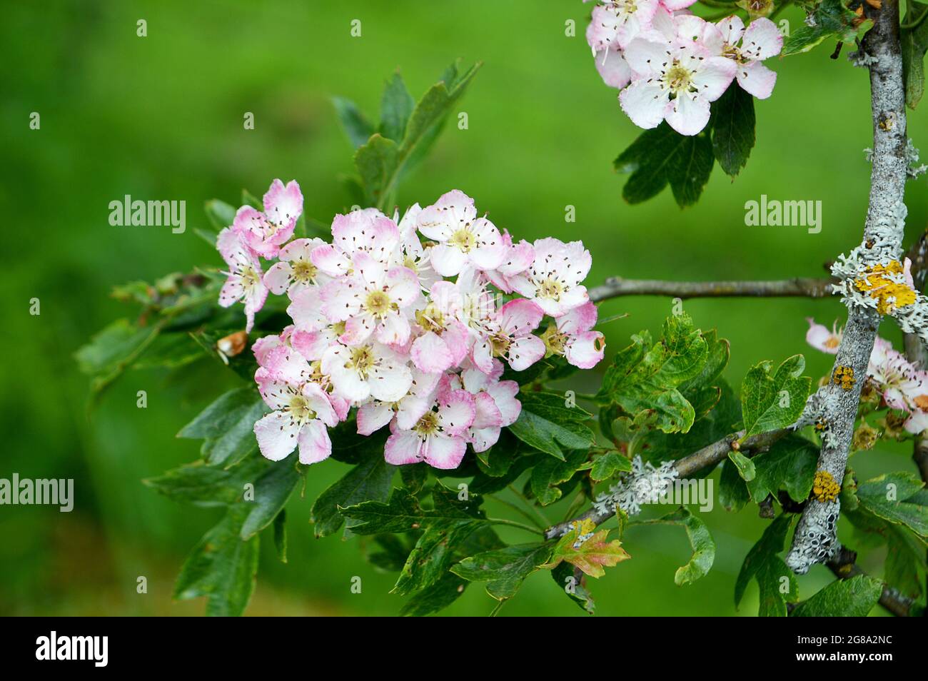The pink and white blossom of hawthorn (Crataegus monogyna) are a familiar site in the hedgerows of Perthshire in May and June. Stock Photo
