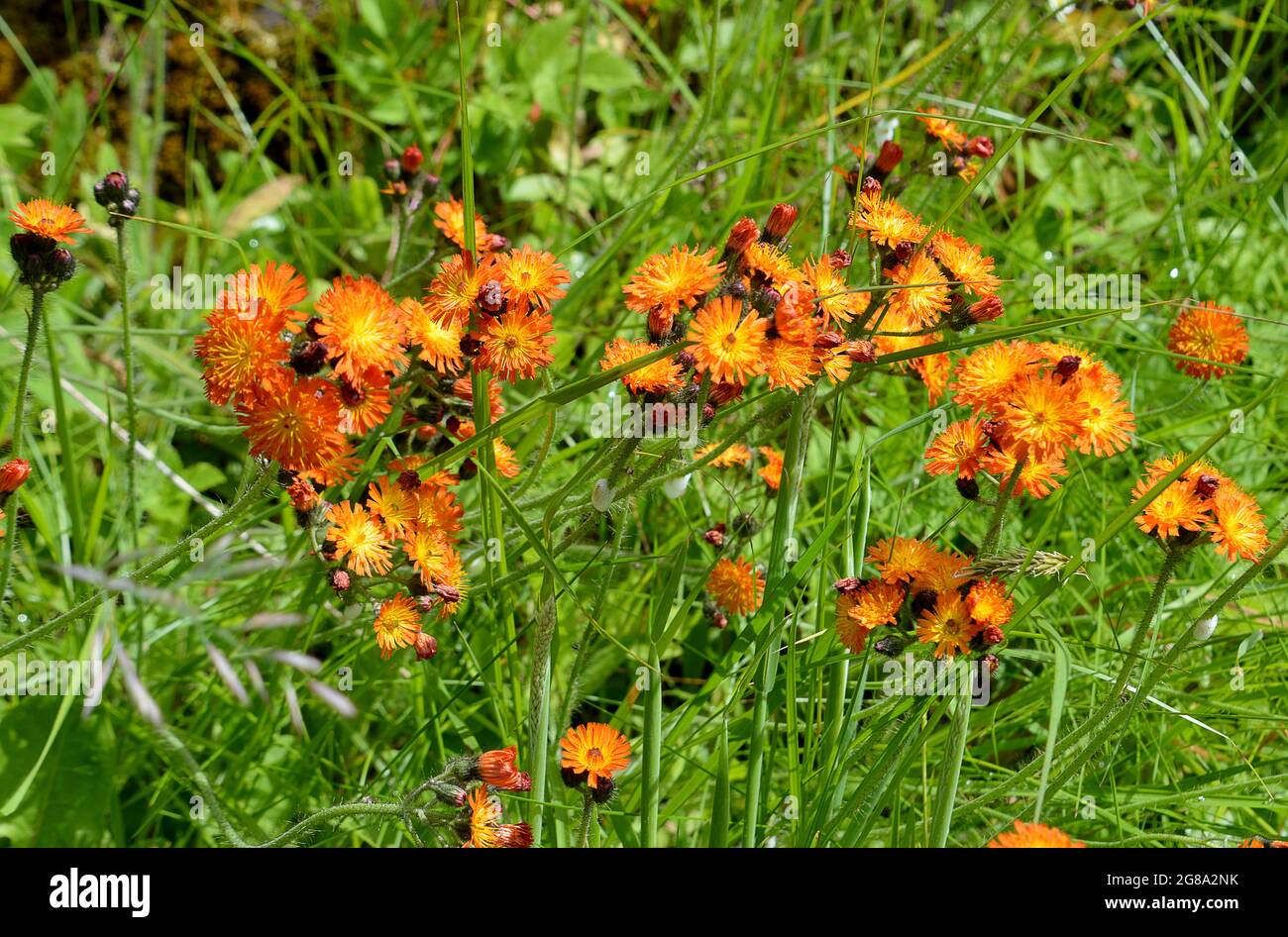 Colourful orange Fox and Cubs wildflowers (Pilosella aurantiaca) also