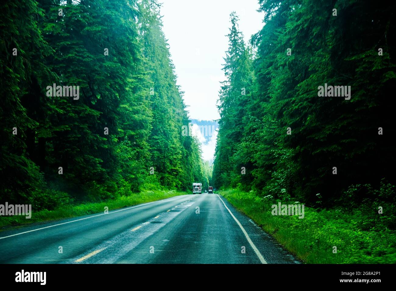 Trees close in on US Route 101 near the Hoh Rain Forest on the Olympic Peninsula, Washington State, USA, Pacific Northwest. Stock Photo