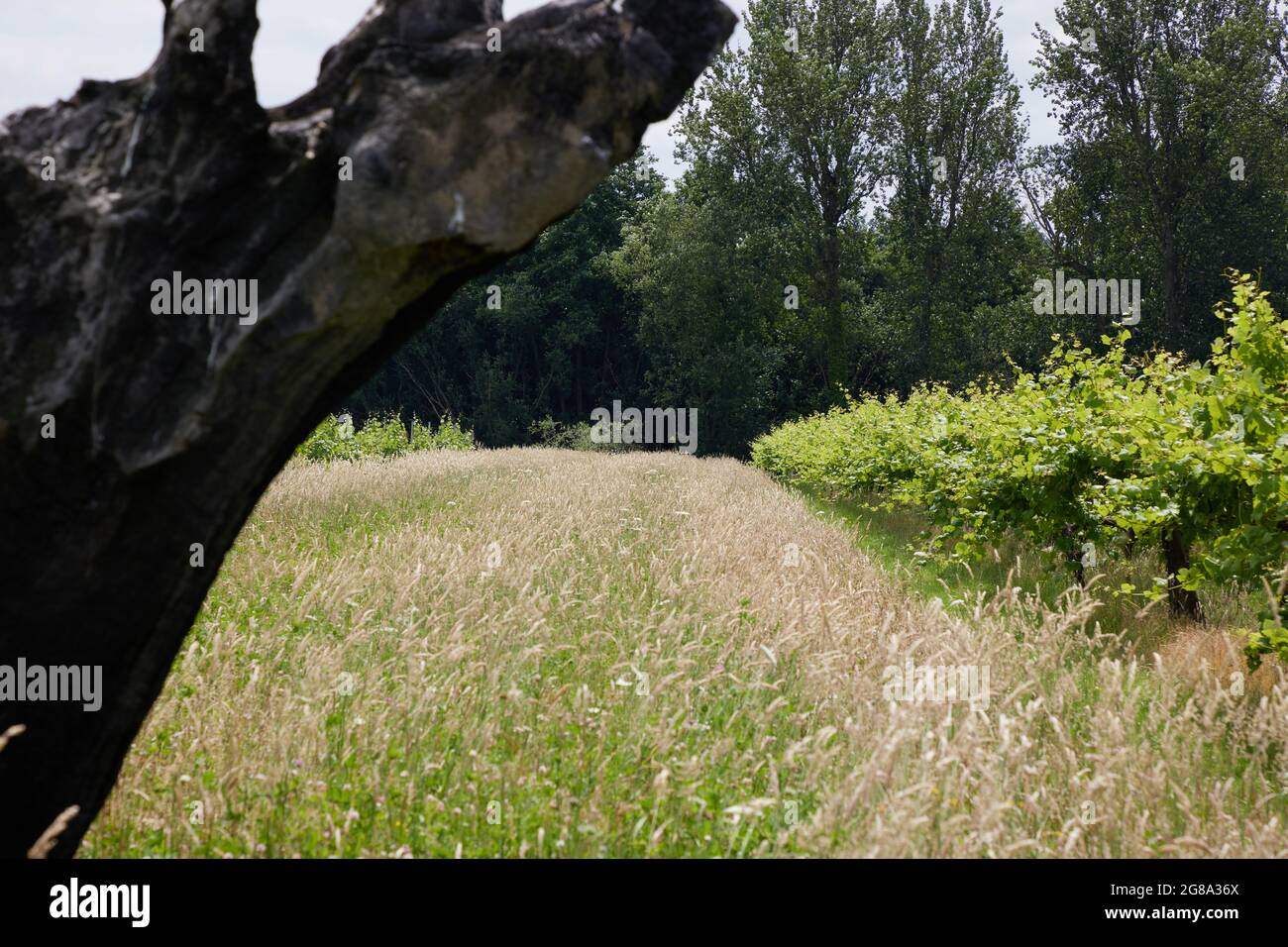 Natural tree trunk sculpture Stock Photo - Alamy