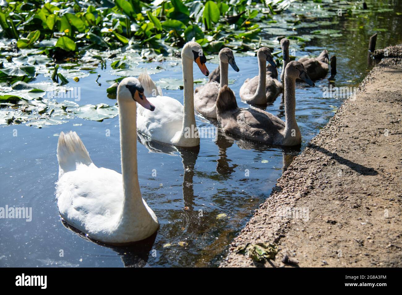 at Wimbledon Common in London, UK Stock Photo Alamy