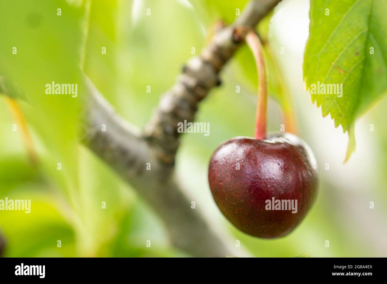 A closeup of a juicy ripe cherry hanging on the branch surrounded by ...