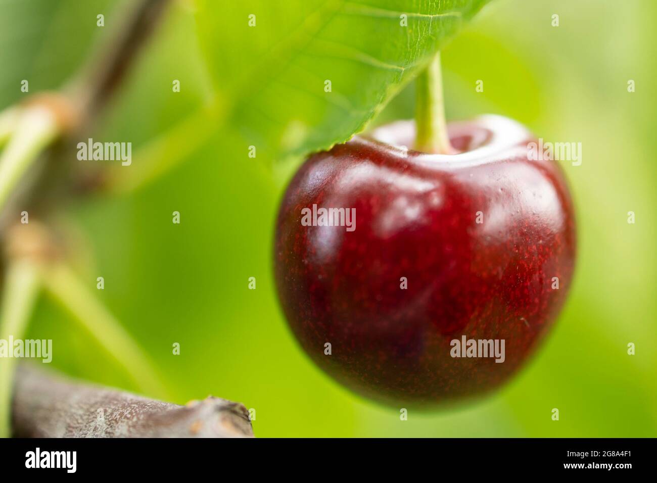 A closeup of a juicy ripe cherry hanging on the branch surrounded by ...