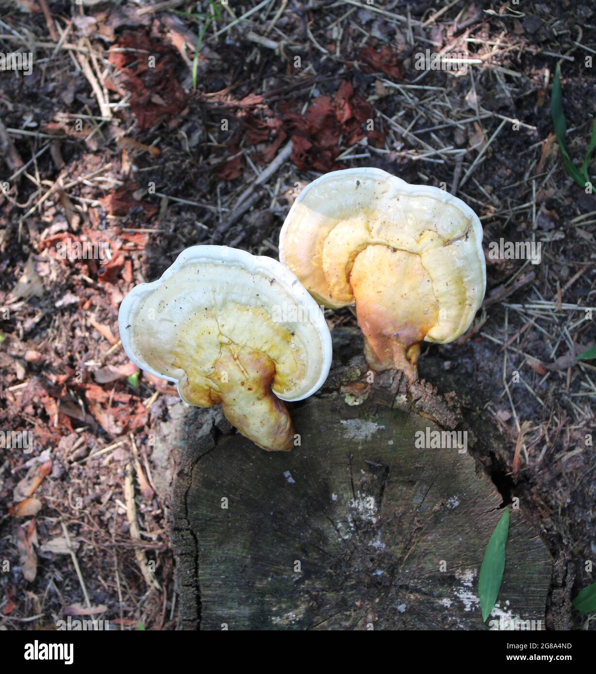 Polypore Mushrooms Growing on a Stump Stock Photo