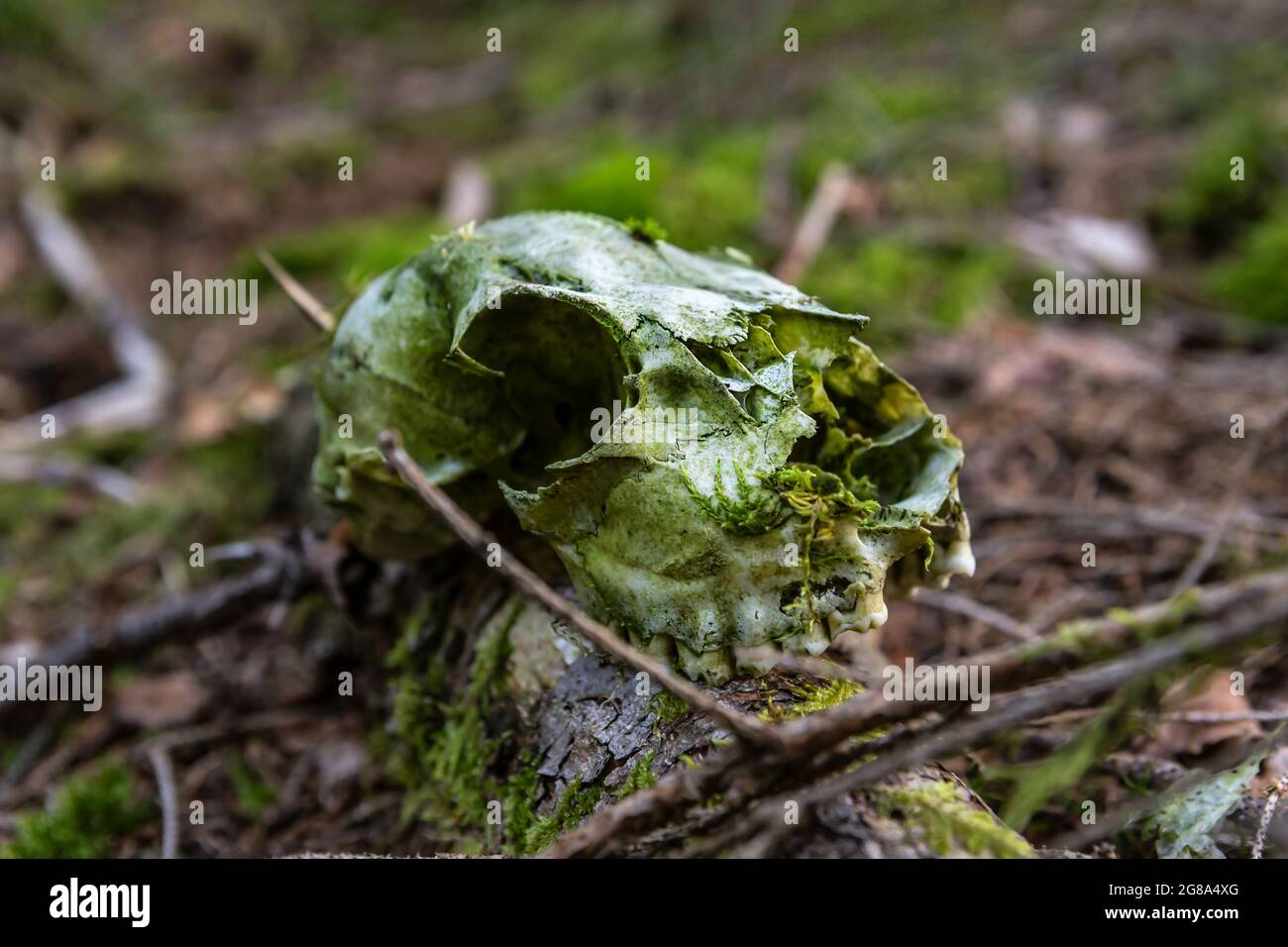 Close-up of a skull in the forest Stock Photo