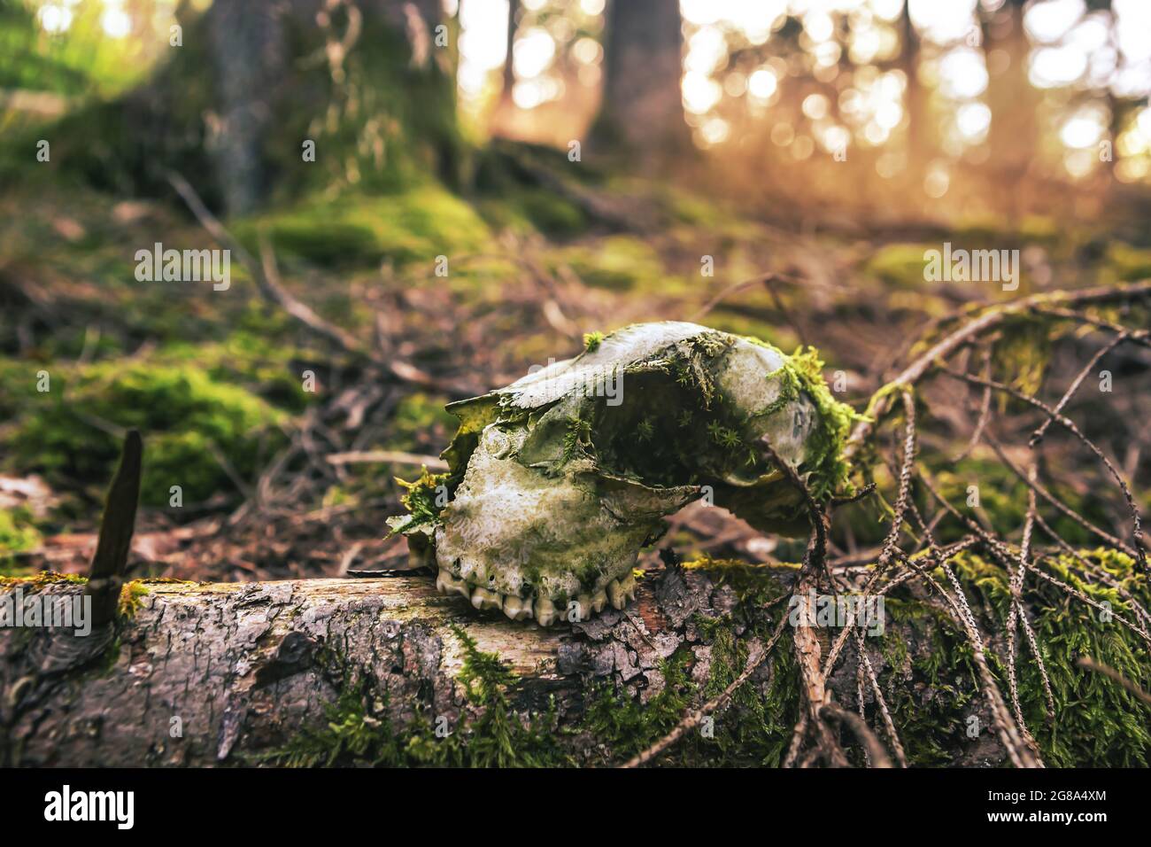 Close-up of a skull in the forest Stock Photo