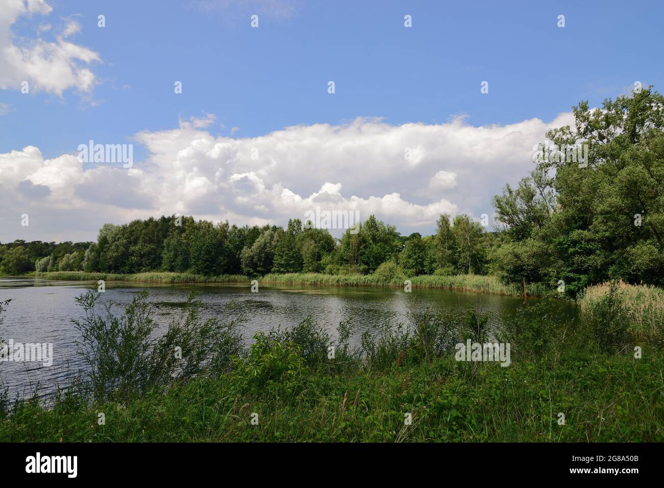 Windstiller See an einem Wald bei sonnigem Wetter, blauem Himmel, Windless lake in a forest in sunny weather, blue sky with white clouds Stock Photo