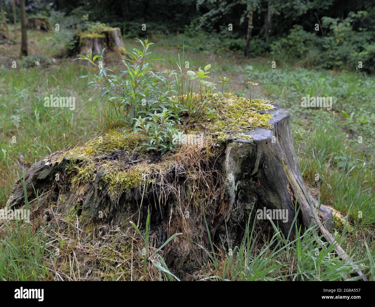 Ueberwachsener Baumstumpf auf einer gruenen Wiese am Wald, Overgrown tree stump on a green meadow by the forest Stock Photo