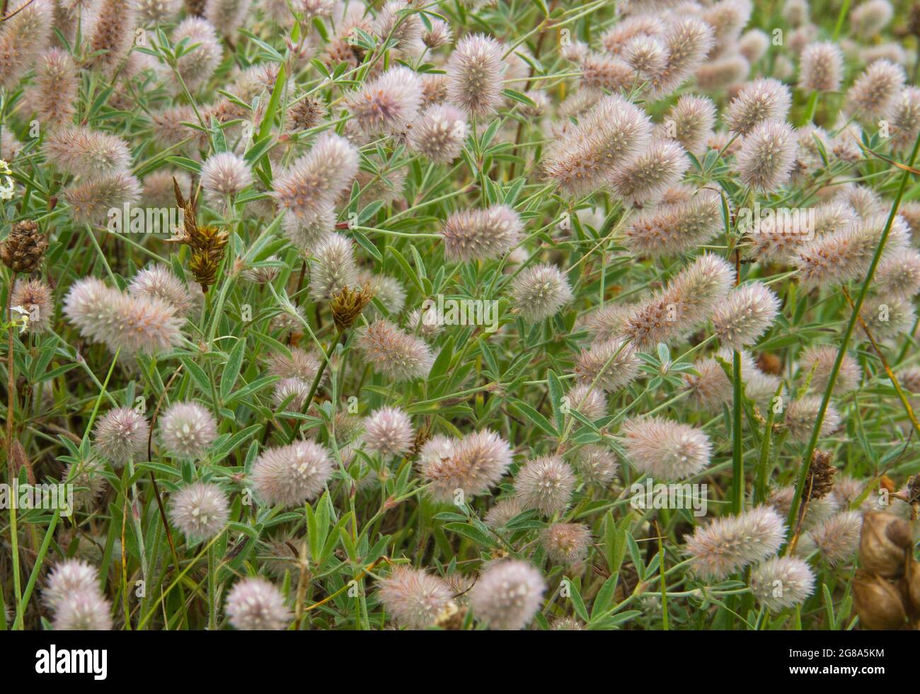 Soft rosy white flowers of Hare's-foot clover, also known as Rabbitfoot clover, Stone clover and Oldfield clover Stock Photo