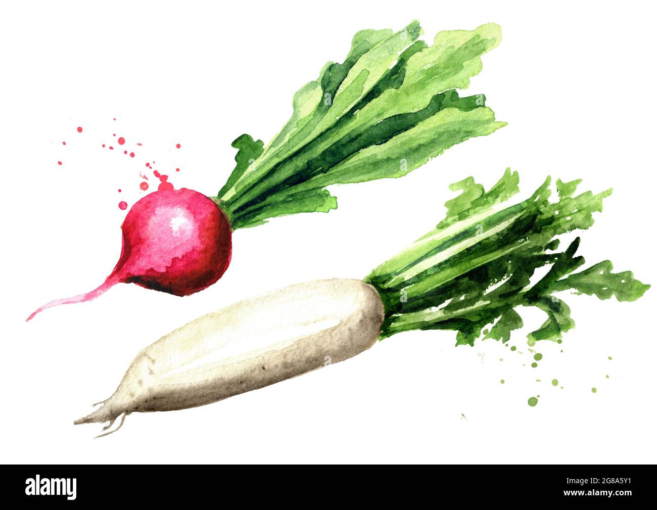 Small garden red radish and Daikon redish. Watercolor hand drawn ...