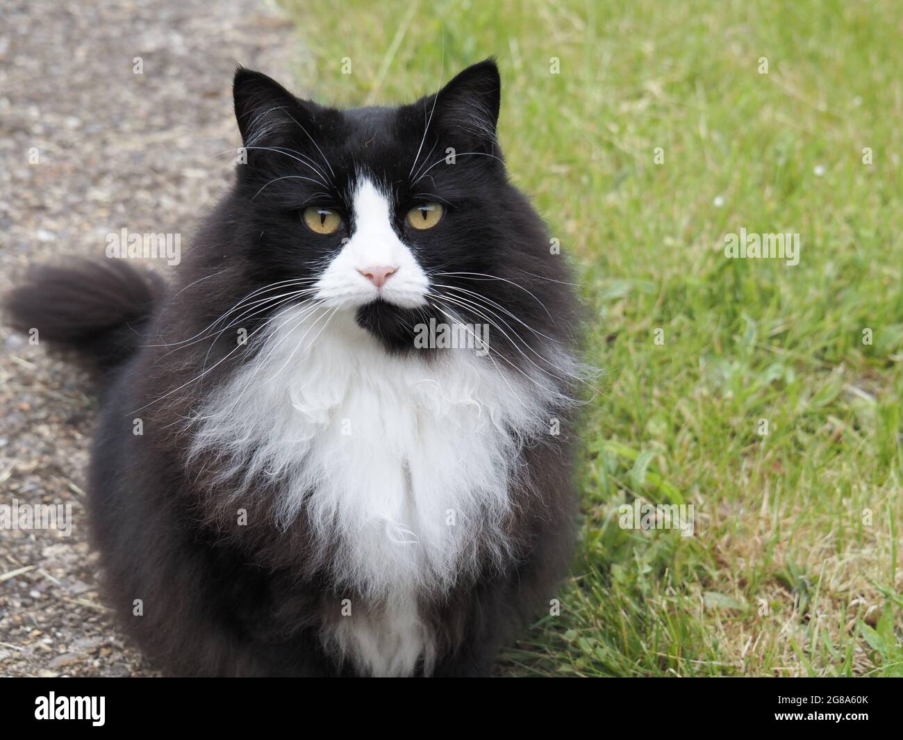 Black and white cat sitting on path near grass Stock Photo - Alamy