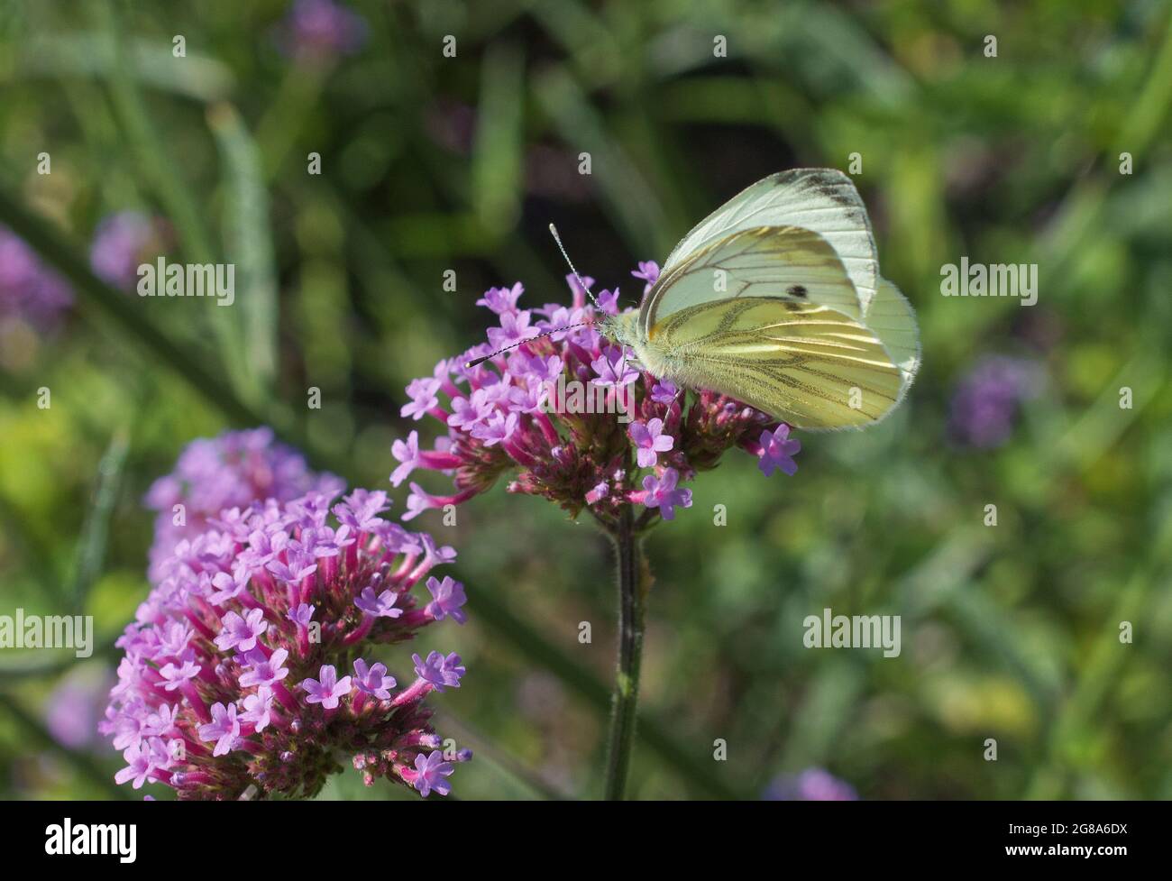 Pieris brassicae, the Large White, female of strong flying butterfly feasting on a purple blossom of milkweeds. Stock Photo