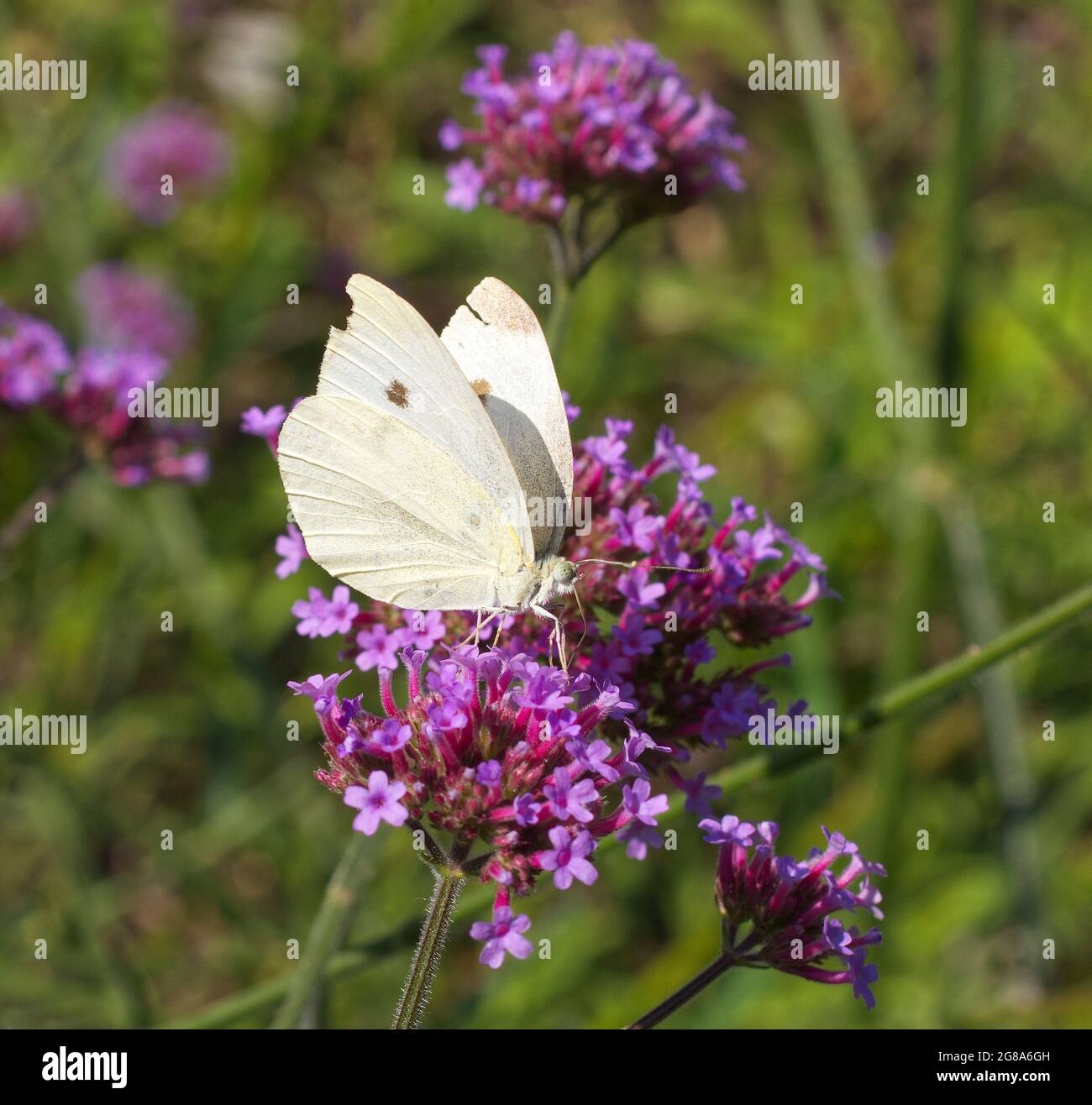Pieris brassicae, the Large White, female of strong flying butterfly feasting on a purple blossom of milkweeds. Stock Photo