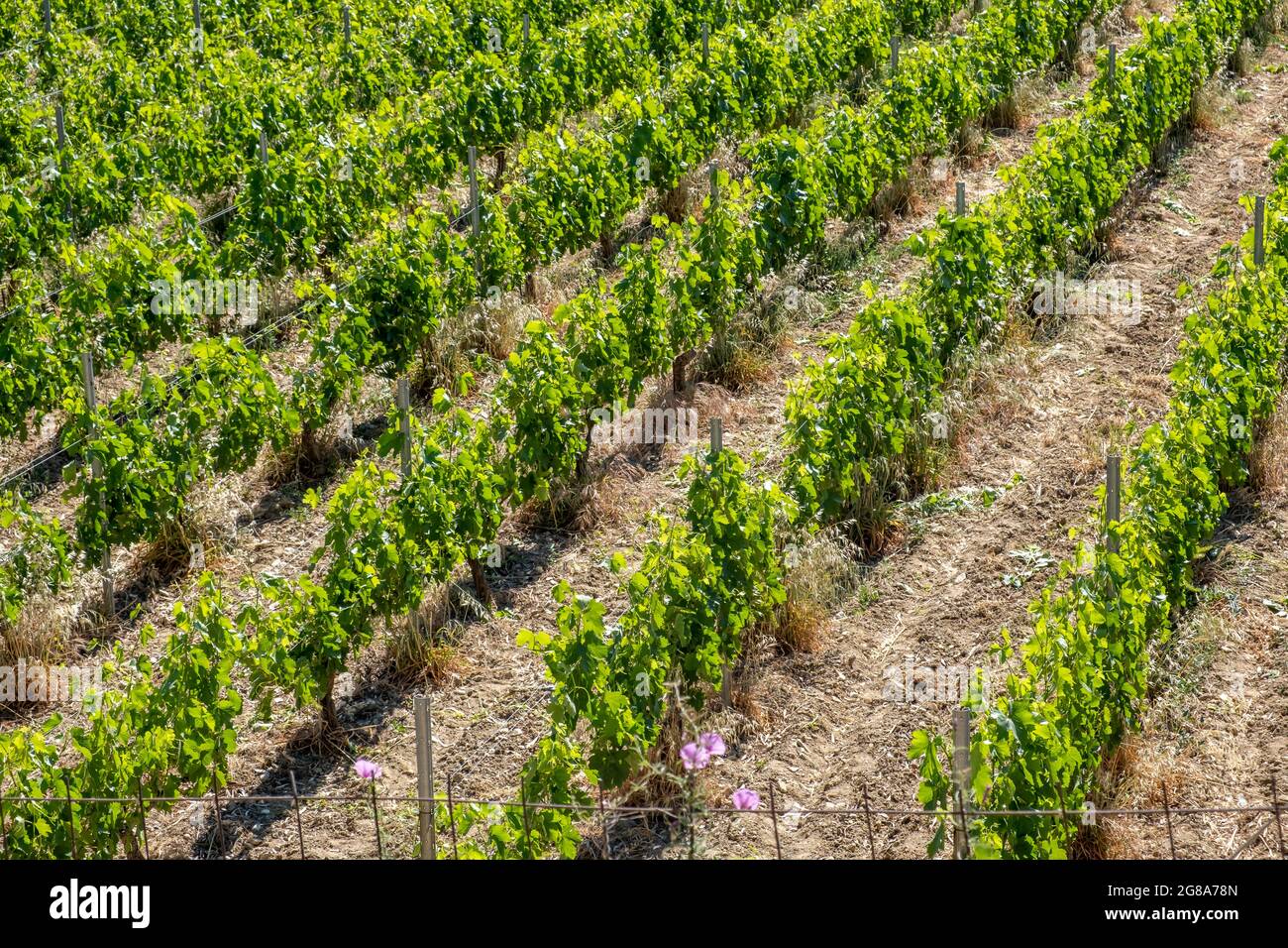 Vineyard grapevines concept. Grape vines in rows fresh plants with green leaves above view of rural countryside. Waiting for harvest and the new wine. Stock Photo