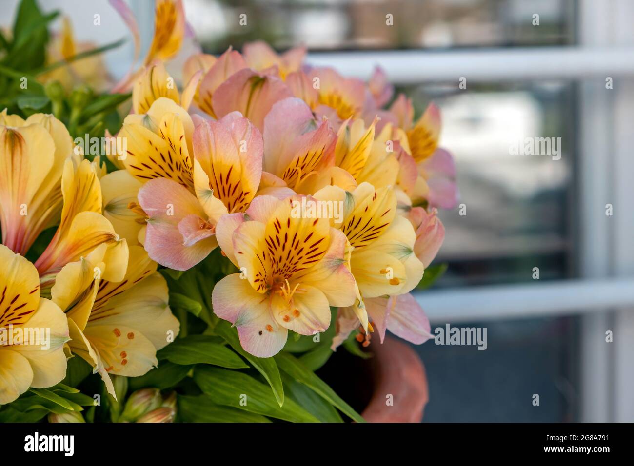 Orange fresh flowers with spots green leaves flora.  Alstroemeria Peruvian or Incas lily plant in pot at blur window with rail. Stock Photo