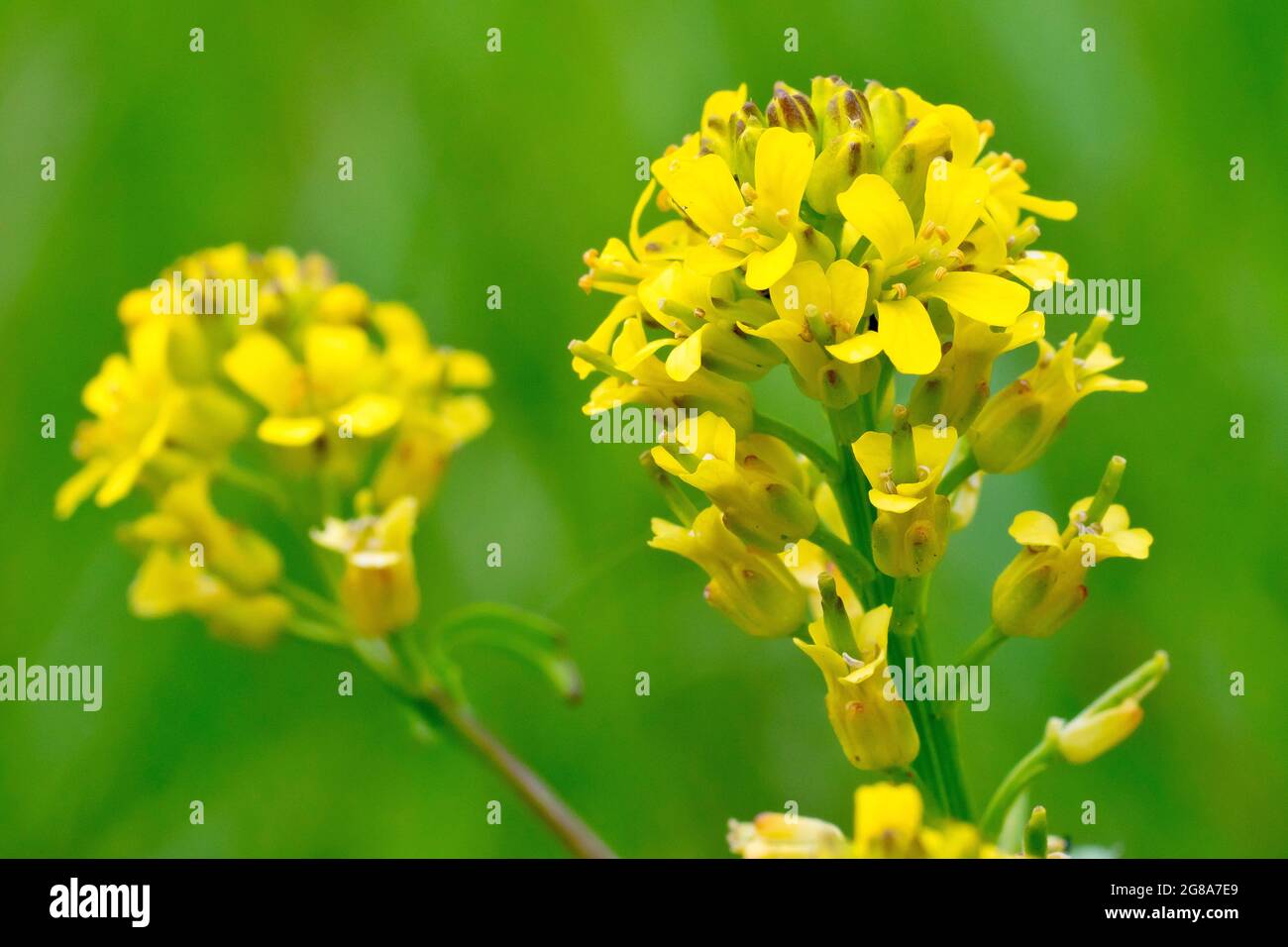 Creeping Yellow-cress (rorippa sylvestris), close up showing the small yellow flowers on the uppermost flowerhead of the plant. Stock Photo