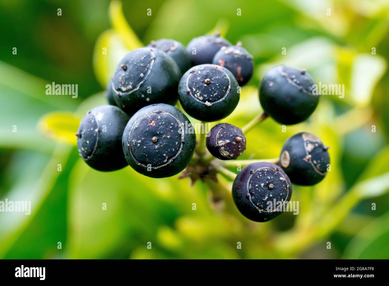 Ivy (hedera helix), close up of the black berry-like fruit that ripens on the plant over the winter. Stock Photo
