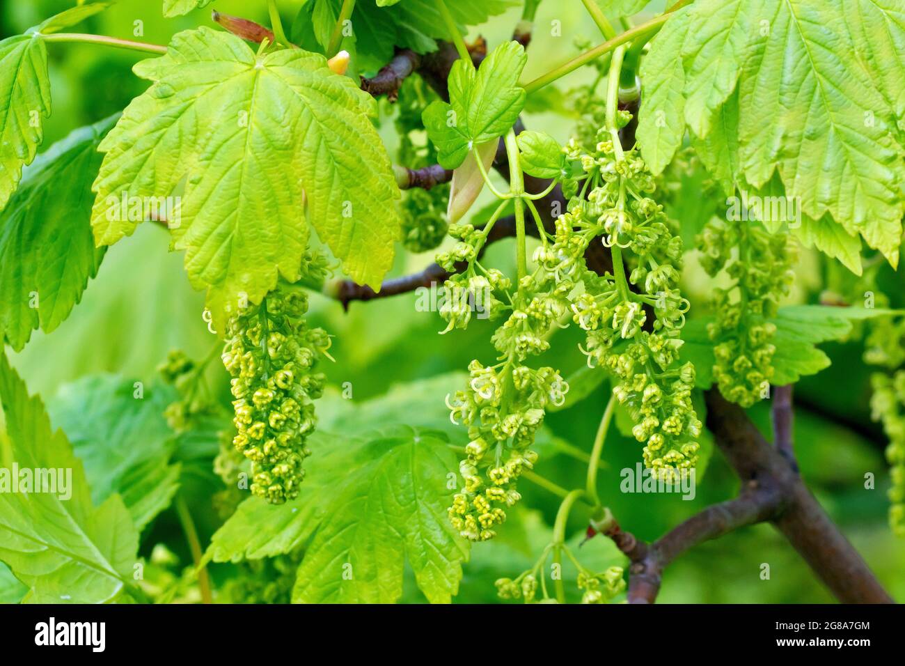 Sycamore (acer pseudoplatanus), close up of several sprays of flowers hanging beneath the leaves of a tree in spring. Stock Photo