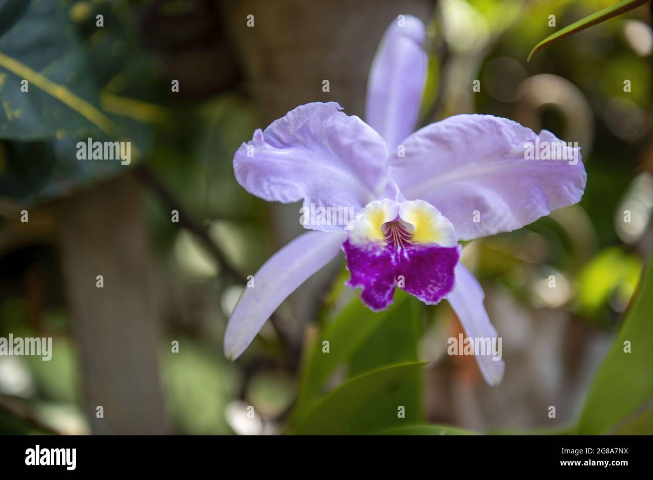 A selective focus shot of blooming Cattleya warscewiczii flowers Stock Photo