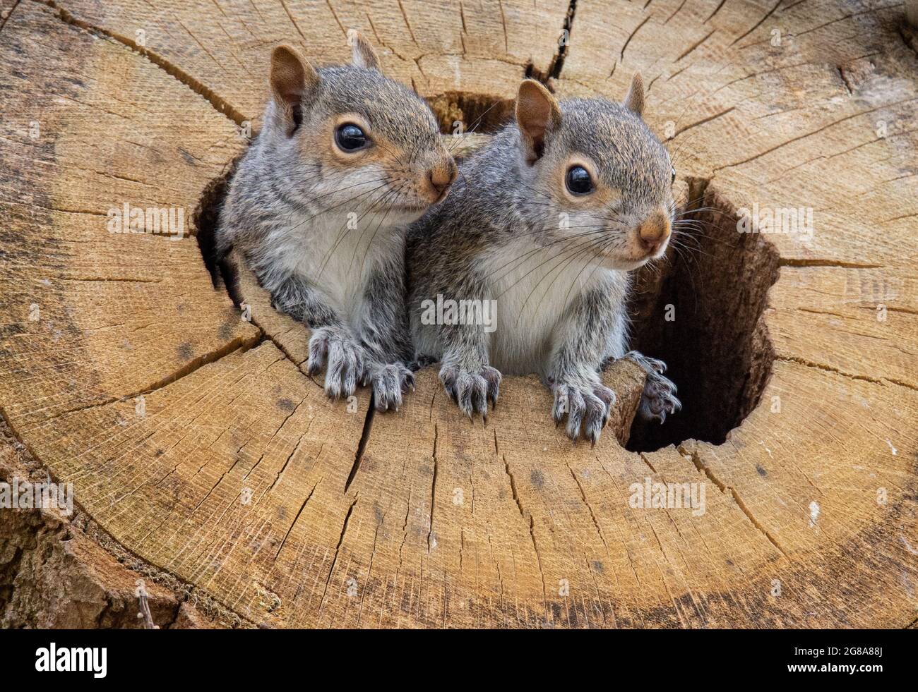 Grey squirrels nest hires stock photography and images Alamy
