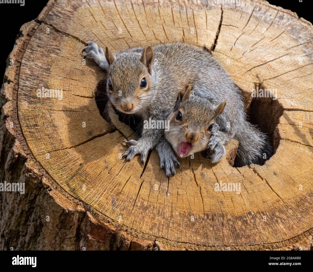 Baby squirrels nest hires stock photography and images Alamy